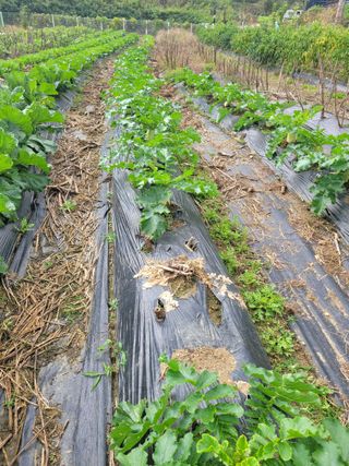 박산숙농부님의 배추 · 일상 작성글 사진