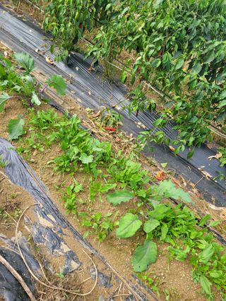 박산숙농부님의 배추 · 일상 작성글 사진