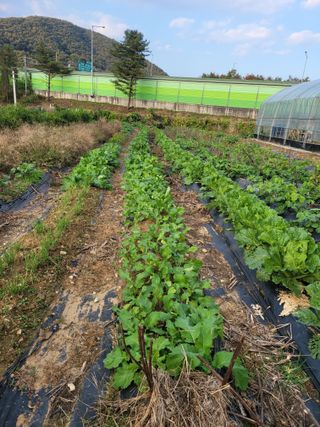 박산숙농부님의 배추 · 일상 작성글 사진