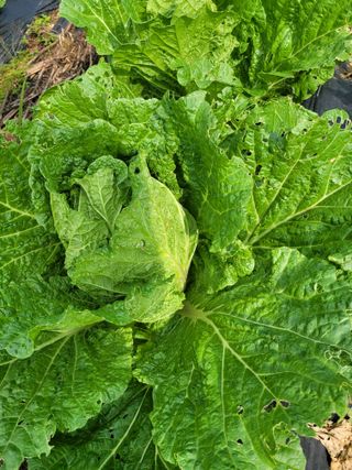 박산숙농부님의 배추 · 일상 작성글 사진