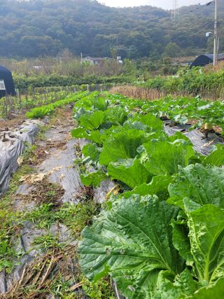 박산숙농부님의 배추 · 일상 작성글 사진