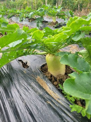 박산숙농부님의 배추 · 일상 작성글 사진