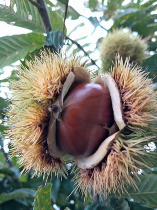 힐링촌가님의 옥수수 · 영농일지 작성글 사진