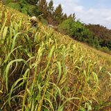 팜모닝 가을 농장 자랑해주세요🧑‍🌾·참여글 게시글 이미지