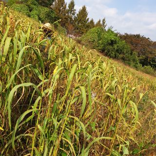 오명희 님의 가을 농장 자랑해주세요🧑‍🌾·참여글 작성글 사진