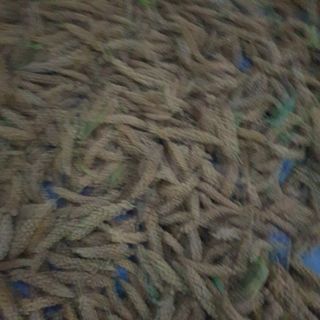 오명희 님의 가을 농장 자랑해주세요🧑‍🌾 · 참여글 작성글 사진