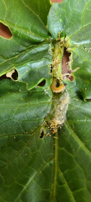 풀잎사랑님의 기타작물 · 영농일지 작성글 사진