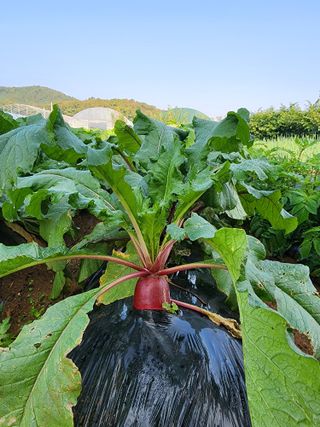 청송농장16987님의 자유주제 · 자유게시판 작성글 사진