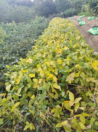 초보퍼머5도2촌준비님의 가을 농장 자랑해주세요🧑‍🌾 · 참여글 작성글 사진