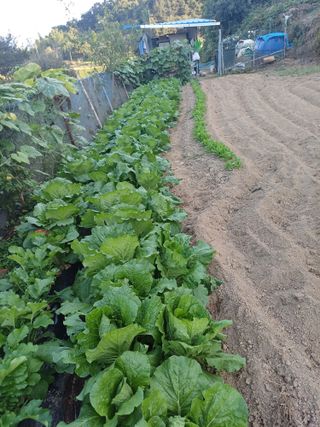 초보퍼머5도2촌준비님의 가을 농장 자랑해주세요🧑‍🌾 · 참여글 작성글 사진