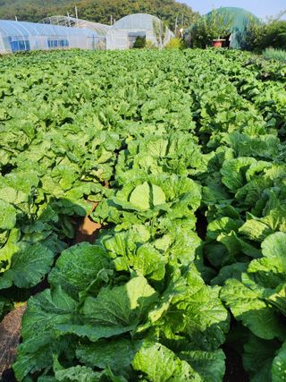 청송농장16987님의 가을 농장 자랑해주세요🧑‍🌾 · 참여글 작성글 사진