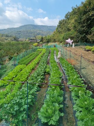 최영환님의 가을 농장 자랑해주세요🧑‍🌾 · 참여글 작성글 사진