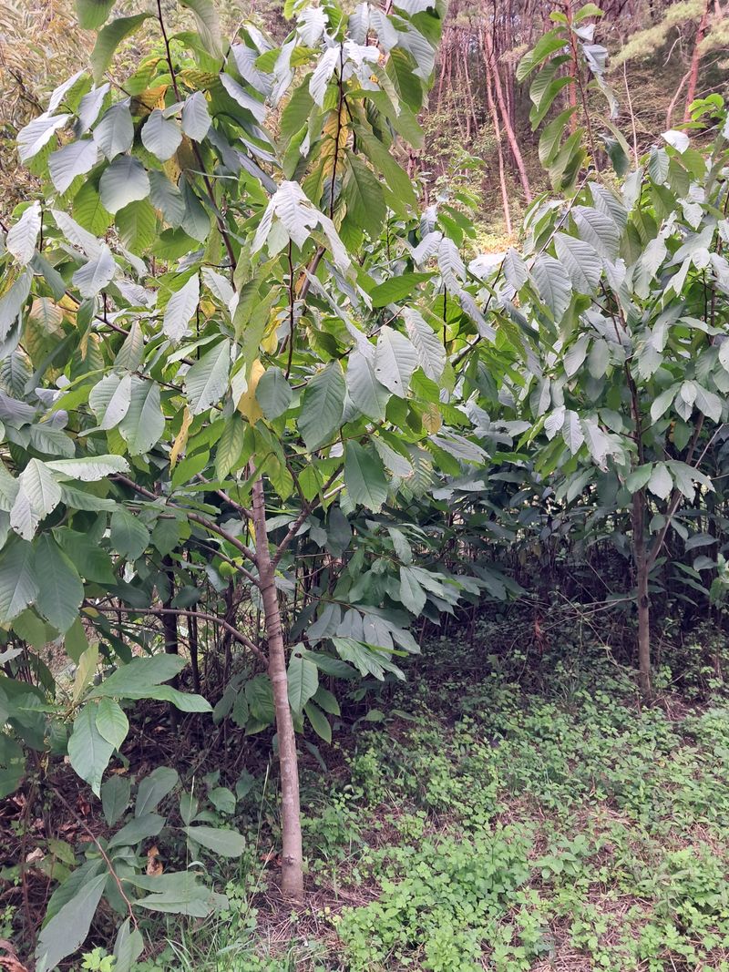 장터 상품 [포포나무 100주] 썸네일