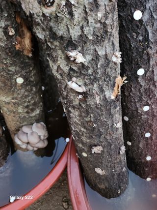 청정지역금순이님의 가을 농장 자랑해주세요🧑‍🌾 · 참여글 작성글 사진