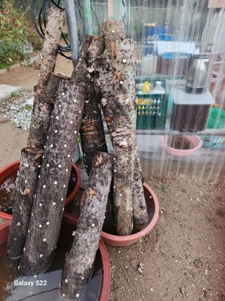 청정지역금순이님의 가을 농장 자랑해주세요🧑‍🌾 · 참여글 작성글 사진
