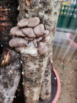 청정지역금순이님의 가을 농장 자랑해주세요🧑‍🌾 · 참여글 작성글 사진