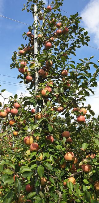 조균원님의 가을 농장 자랑해주세요🧑‍🌾 · 참여글 작성글 사진