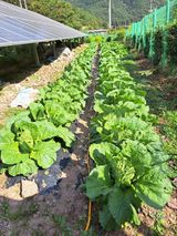 팜모닝 배추·병해충상담 게시글 이미지