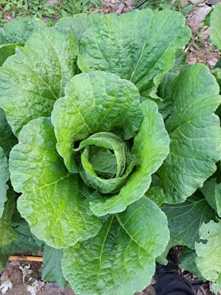 정자형님의 배추 · 병해충상담 작성글 사진