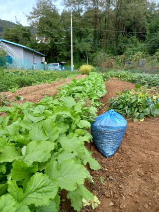은행5k35000원님의 가을 농장 자랑해주세요🧑‍🌾 · 참여글 작성글 사진