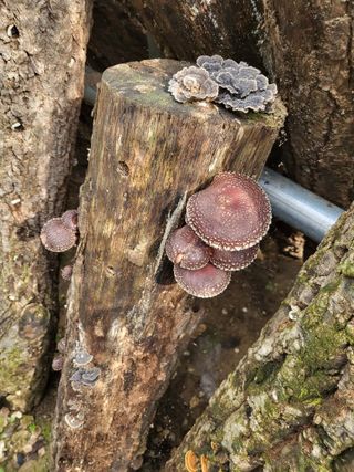 라이프님의 가을 농장 자랑해주세요🧑‍🌾 · 참여글 작성글 사진