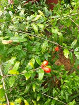 팜모닝 가을 농장 자랑해주세요🧑‍🌾·참여글 게시글 이미지