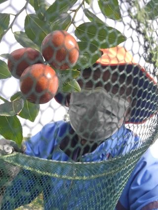아차골님의 가을 농장 자랑해주세요🧑‍🌾 · 참여글 작성글 사진
