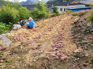 신덕님의 가을 농장 자랑해주세요🧑‍🌾 · 참여글 작성글 사진