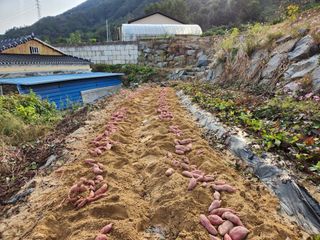 신덕님의 가을 농장 자랑해주세요🧑‍🌾 · 참여글 작성글 사진
