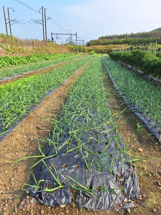 오남현님의 가을 농장 자랑해주세요🧑‍🌾 · 참여글 작성글 사진