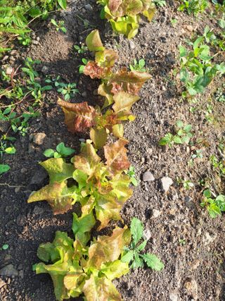 오남현님의 가을 농장 자랑해주세요🧑‍🌾 · 참여글 작성글 사진