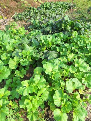 오남현님의 가을 농장 자랑해주세요🧑‍🌾 · 참여글 작성글 사진