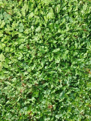 김명복님의 가을 농장 자랑해주세요🧑‍🌾 · 참여글 작성글 사진