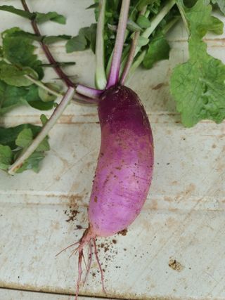 김효중 님의 가을 농장 자랑해주세요🧑‍🌾 · 참여글 작성글 사진