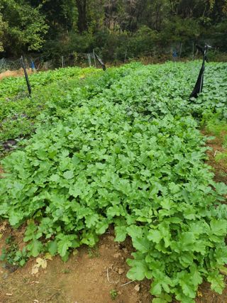 김효중 님의 가을 농장 자랑해주세요🧑‍🌾 · 참여글 작성글 사진