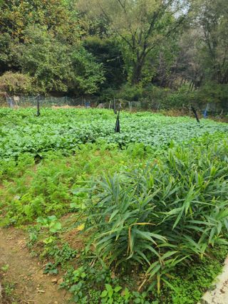 김효중 님의 가을 농장 자랑해주세요🧑‍🌾 · 참여글 작성글 사진