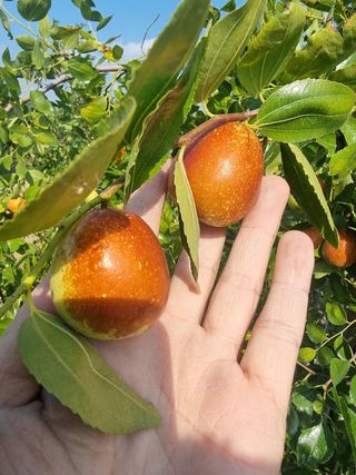 해찬들농원님의 가을 농장 자랑해주세요🧑‍🌾 · 참여글 작성글 사진
