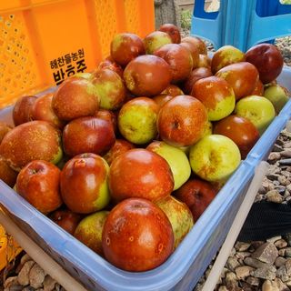 해찬들농원님의 가을 농장 자랑해주세요🧑‍🌾 · 참여글 작성글 사진