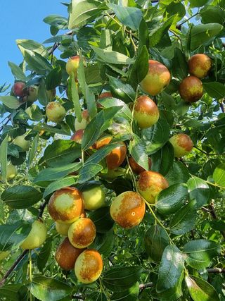 해찬들농원님의 가을 농장 자랑해주세요🧑‍🌾 · 참여글 작성글 사진