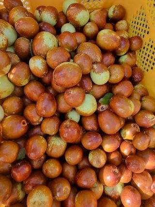 해찬들농원님의 가을 농장 자랑해주세요🧑‍🌾 · 참여글 작성글 사진