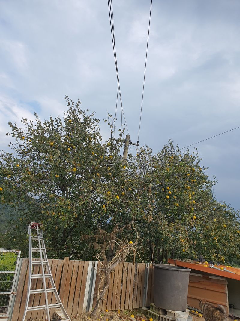 김영복님의 장터 판매 상품 [황금 모과] 첨부 사진