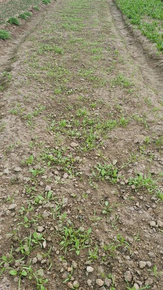 장순연(부경농원)님의 가을 농장 자랑해주세요🧑‍🌾 · 참여글 작성글 사진