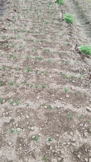 장순연(부경농원)님의 가을 농장 자랑해주세요🧑‍🌾 · 참여글 작성글 사진