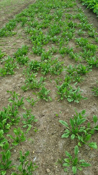 장순연(부경농원)님의 가을 농장 자랑해주세요🧑‍🌾 · 참여글 작성글 사진