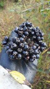 팜모닝 기타작물·자유게시판 게시글 이미지