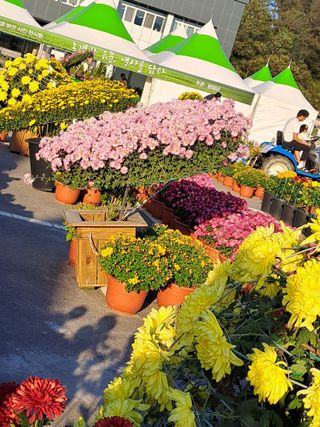 강정희님의 가을 농장 자랑해주세요🧑‍🌾 · 참여글 작성글 사진