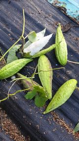 팜모닝 자유주제·자유게시판 게시글 이미지