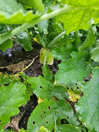 이원복님의 가을 농장 자랑해주세요🧑‍🌾 · 참여글 작성글 사진