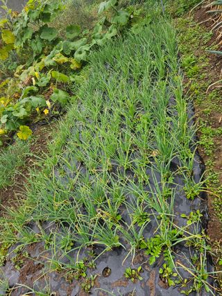 이원복님의 가을 농장 자랑해주세요🧑‍🌾 · 참여글 작성글 사진
