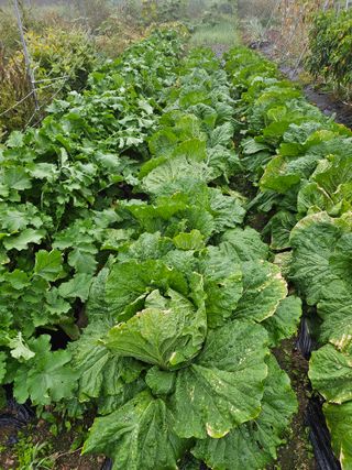 이원복님의 가을 농장 자랑해주세요🧑‍🌾 · 참여글 작성글 사진